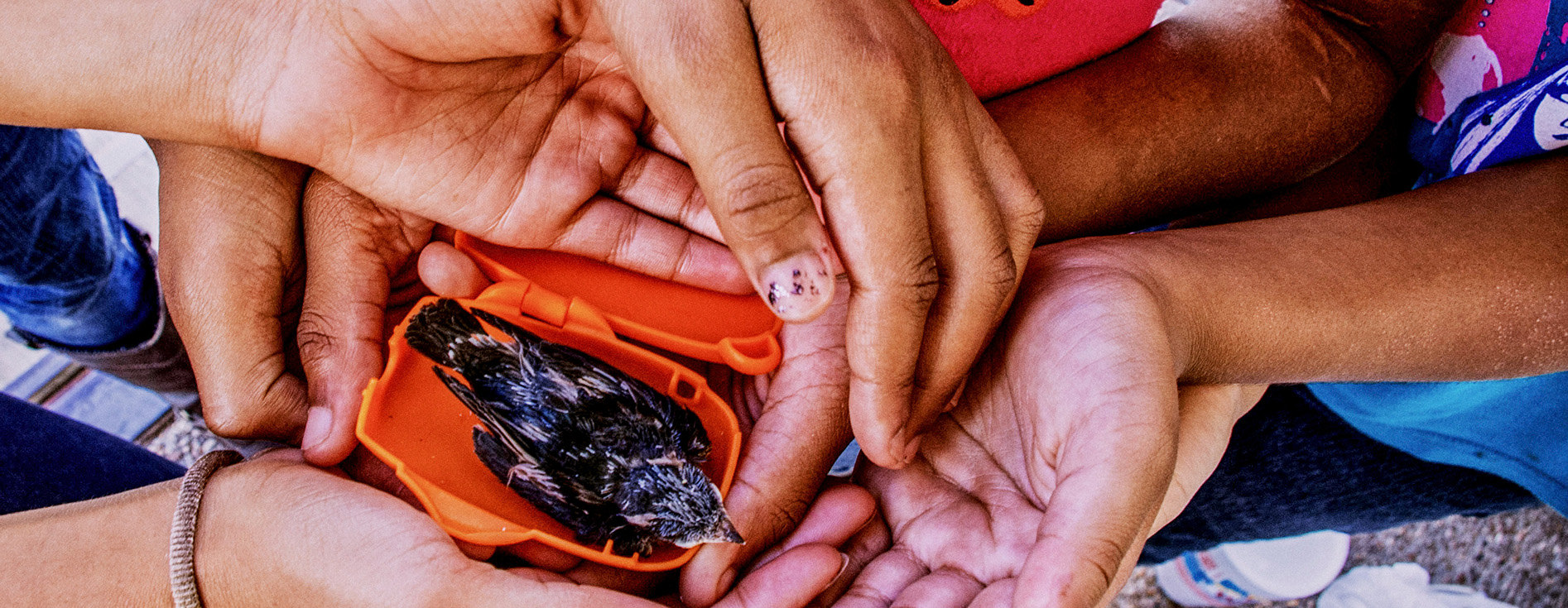 children's hands holding a hatched baby bird in an orange container-1894x735.jpg