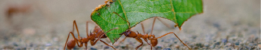 Nature report banner