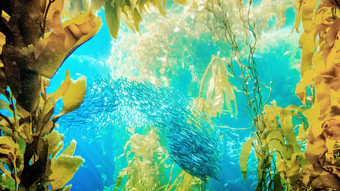 Scientists believe that millions of species of plants and animals have yet to be discovered. Alt: A school of fish swim underwater among yellow and green sea plants.