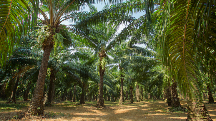 Five things about palm oil | ING